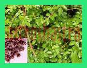 land calotrops